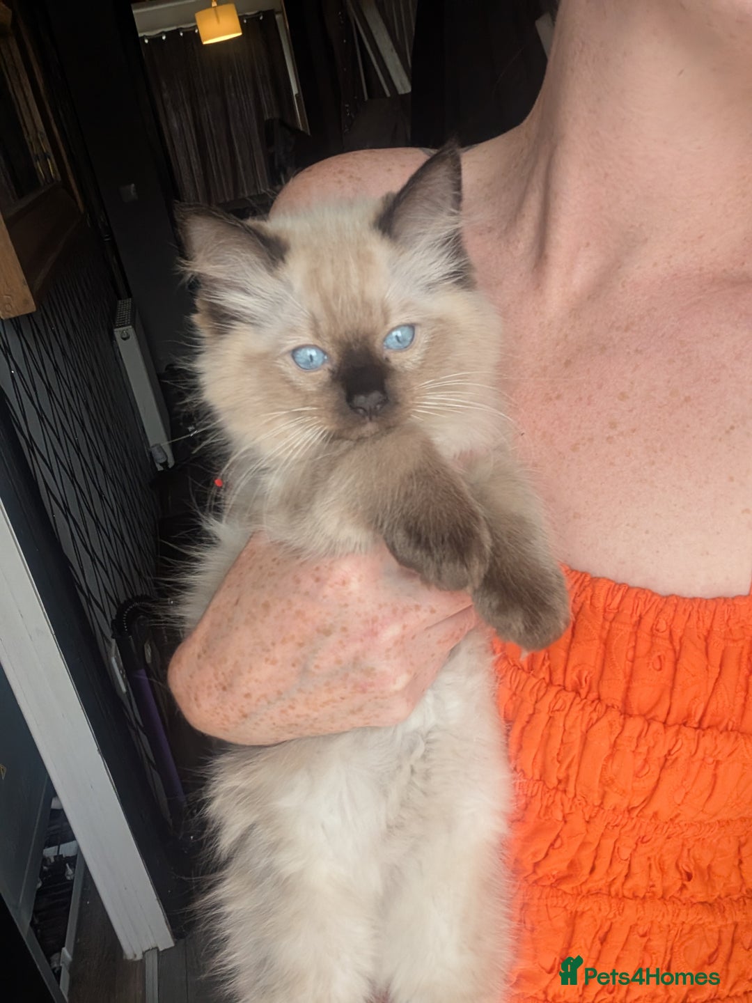 Ragdoll cats for sale: Absolutely gorgeous mink seal ragdoll for sale  - Image 7
