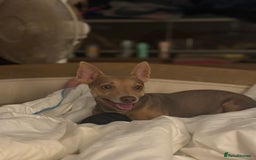 Jack Russell dogs for sale: Wenlock JRT Lilac Bitch (Last one left)  - Image 2