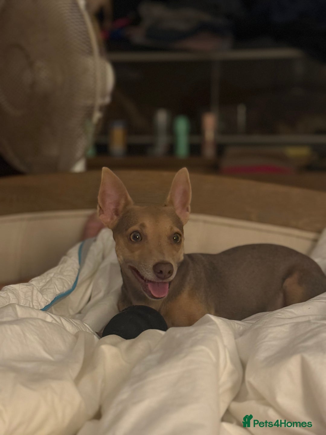 Jack Russell dogs for sale: Wenlock JRT Lilac Bitch (Last one left)  - Image 2