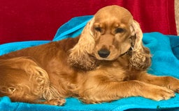Cocker Spaniel dogs for adoption: Hazel’s Story: Left Behind, Fighting to Survive - Image 3