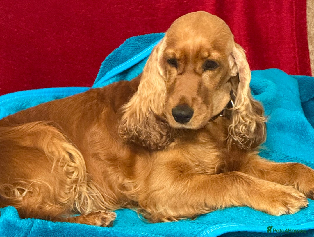 Cocker Spaniel dogs for adoption: Hazel’s Story: Left Behind, Fighting to Survive - Image 3