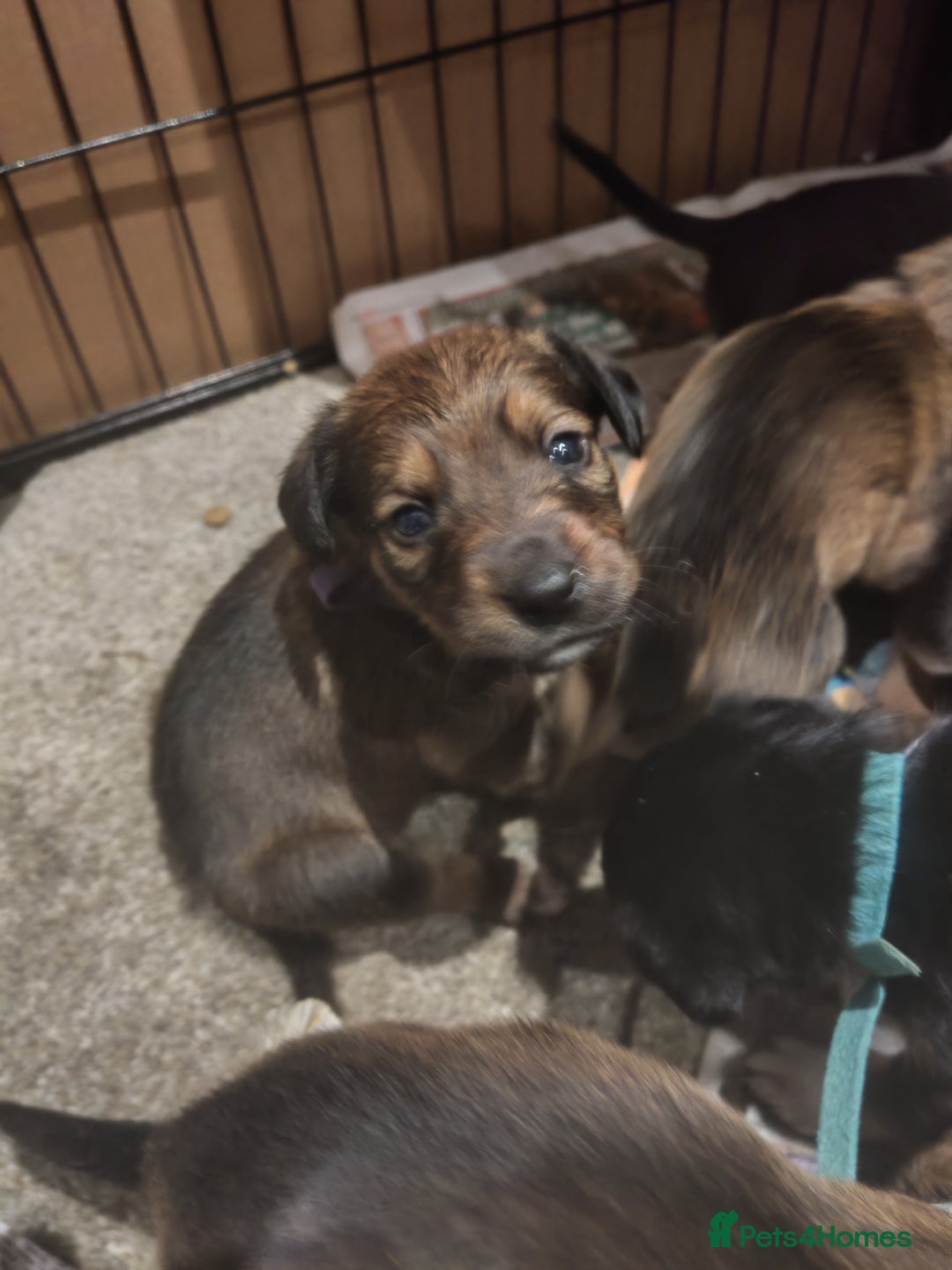 Mixed Breed dogs for sale: Rottweiler x lurcher - Advert 7