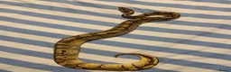 Python Snake reptiles for sale: Enchi pastel male - Advert 2