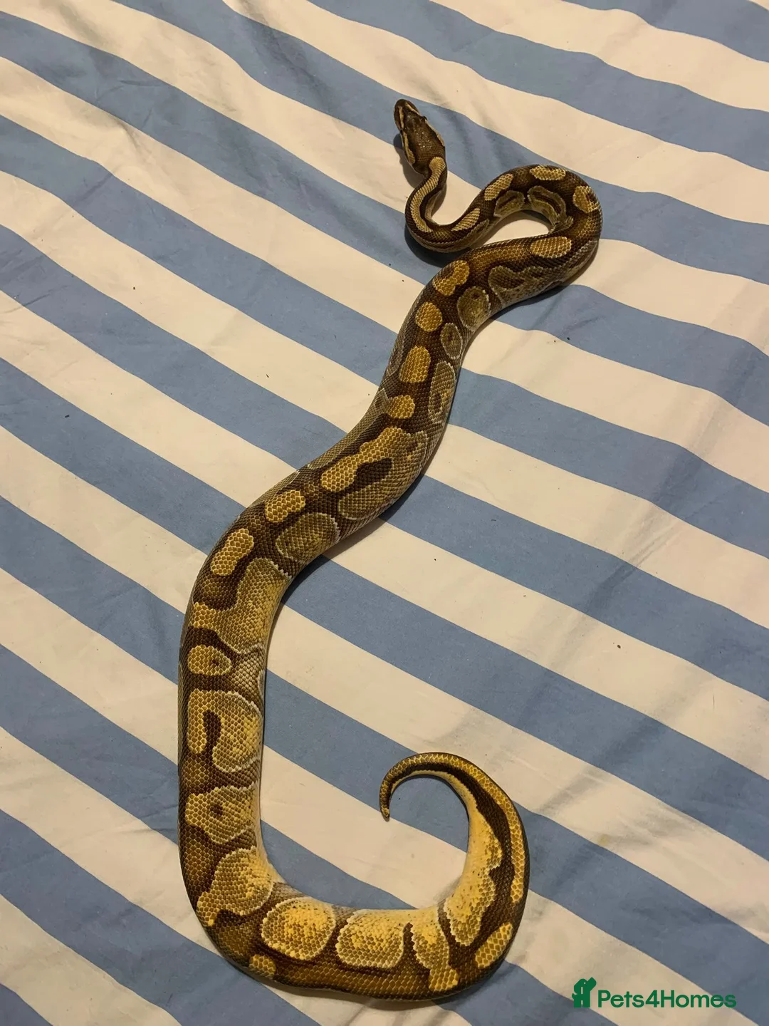 Python Snake reptiles for sale: Enchi pastel male - Advert 2