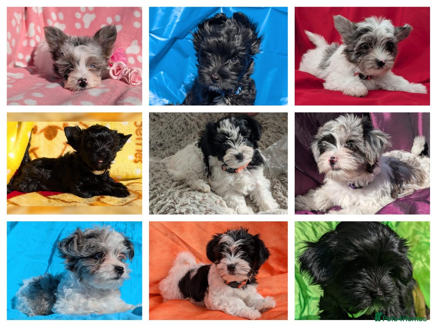 Yorkshire Terrier dogs Stunning Yorkshire Litter of Unique Colours - Advert 3