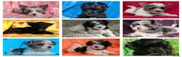 Yorkshire Terrier dogs for sale: Stunning Yorkshire Litter of Unique Colours - Advert 1