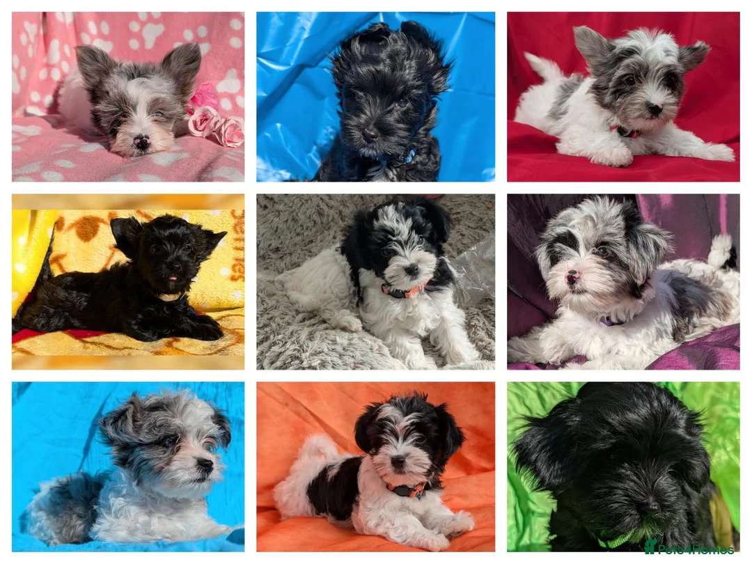 Yorkshire Terrier dogs for sale: Stunning Yorkshire Litter of Unique Colours - Advert 1
