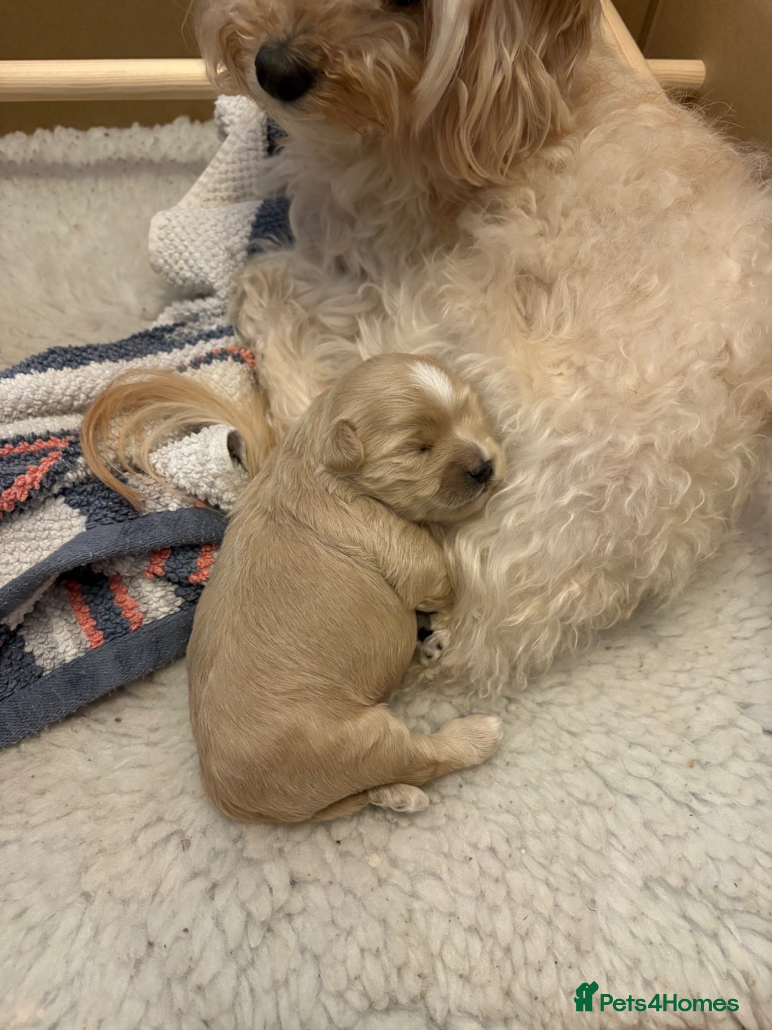 Maltipoo dogs Male Maltipoo puppy, champagne colour ready June  - Advert 12