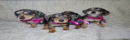 Dachshund dogs for sale: BEAUTIFUL DACHSHUND READY FOR FOREVER HOME!!! in Wolverhampton - Advert 26