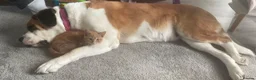 Domestic Shorthair cats for sale: Ginger male Kitten - Hoppity  - Advert 4