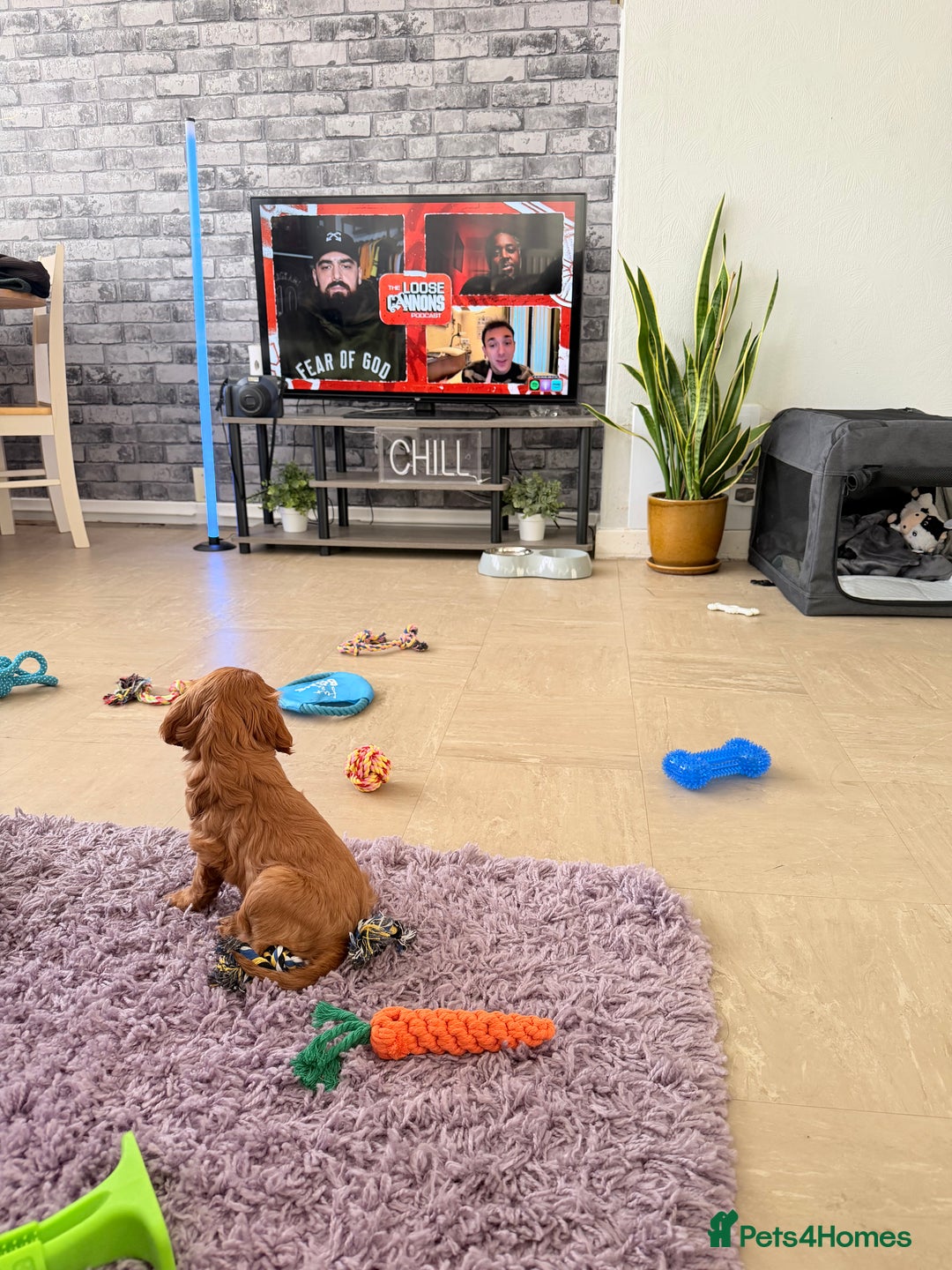 Cavalier King Charles Spaniel dogs for sale: Super sad URGENT rehoming - Advert 3