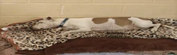 Staffordshire Bull Terrier dogs for adoption: Beau  - Advert 5