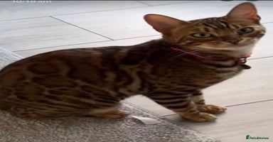 Bengal cats - Advert 3