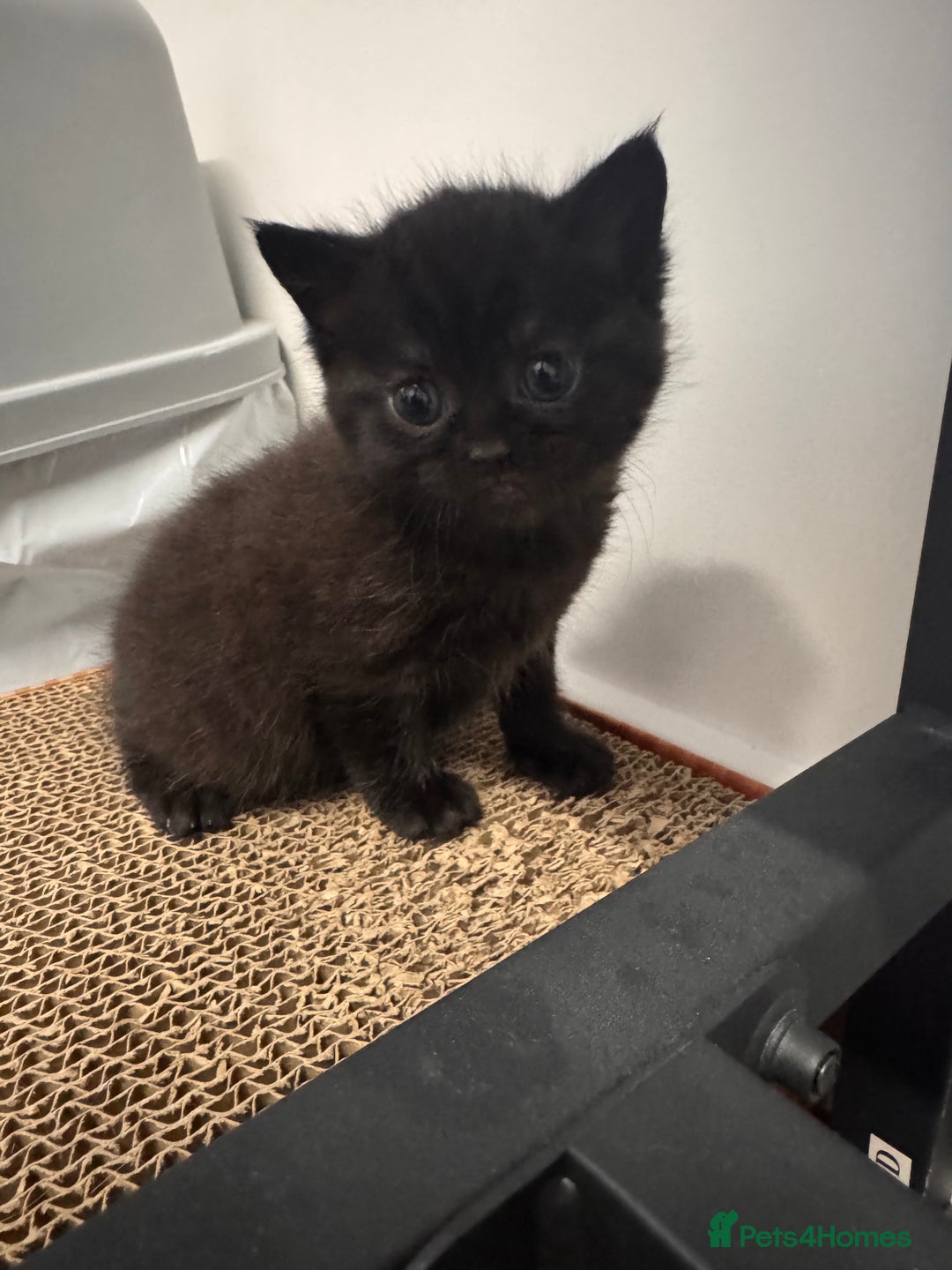 Mixed Breed cats for sale: 4 Adorable Kittens Looking For Forever Homes - Advert 5