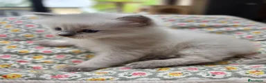 Ragdoll 1