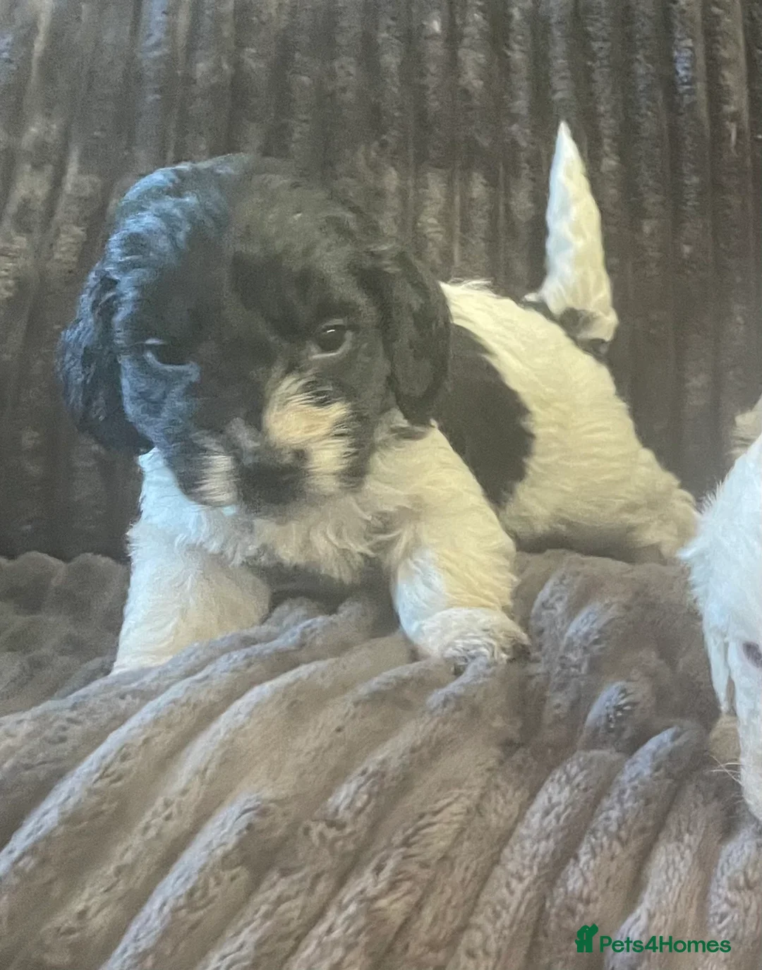 Cockapoo dogs for sale: Toy cockapoo puppies  - Advert 8