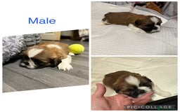 Shih Tzu dogs for sale: 3 males and 1 shiz tzu puppies for sale  - Image 5