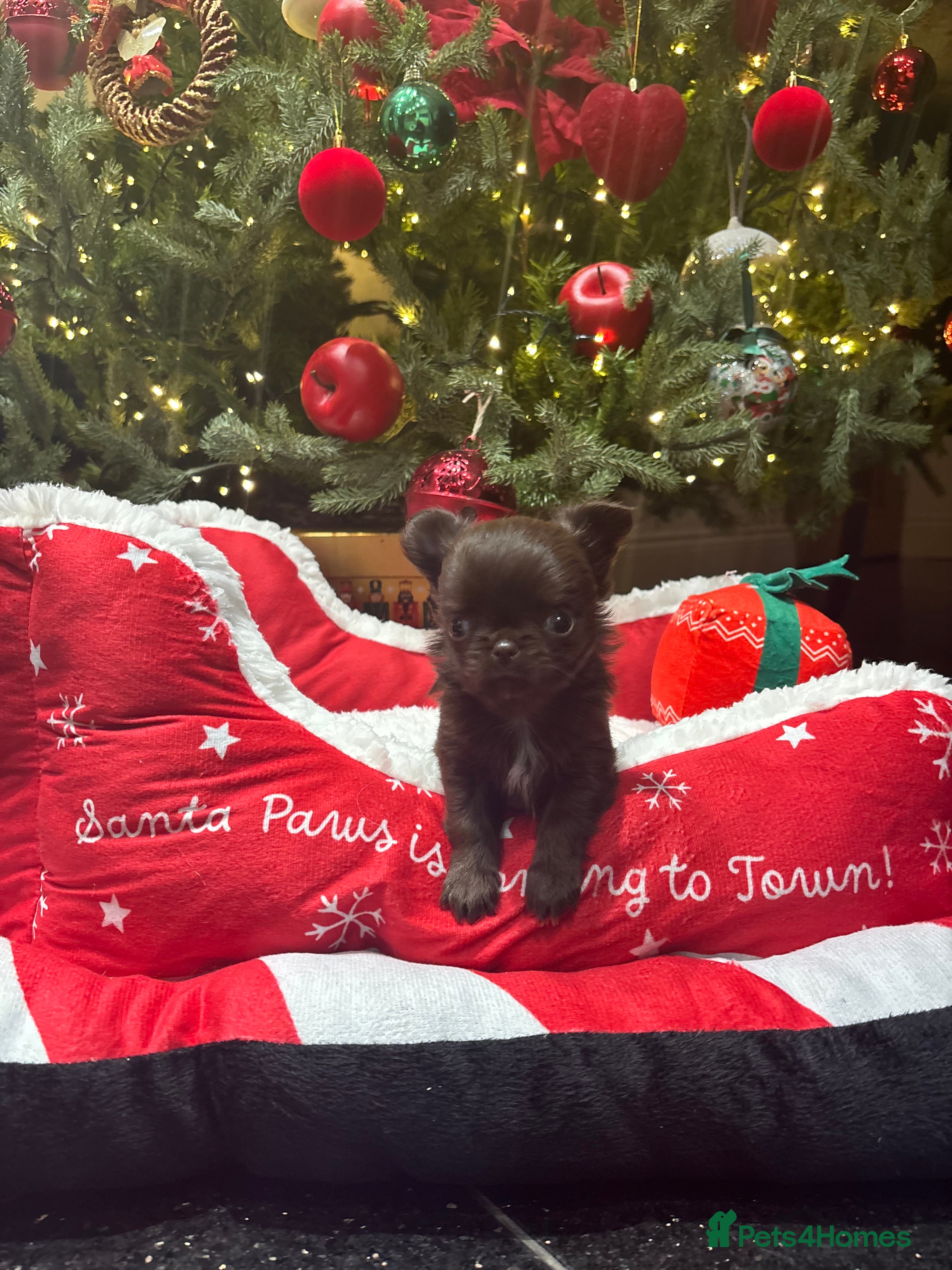 Chihuahua dogs Beautiful tiny kc reg girl  available!  - Advert 5