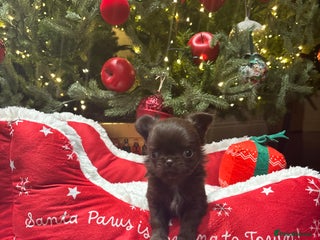 Chihuahua dogs Beautiful tiny kc reg girl available! - Advert 5