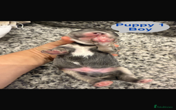 Mixed Breed dogs for sale: French chow puppies  - Image 3