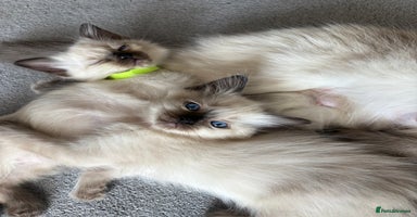 Ragdoll cats - Advert 16