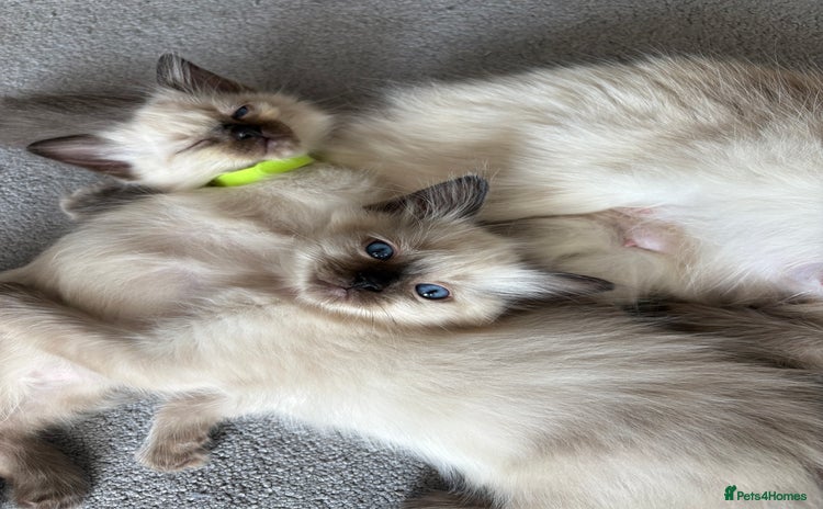 Ragdoll cats - Advert 6