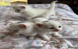 Ragcoon cats for sale: Kittens for sale  - Image 4