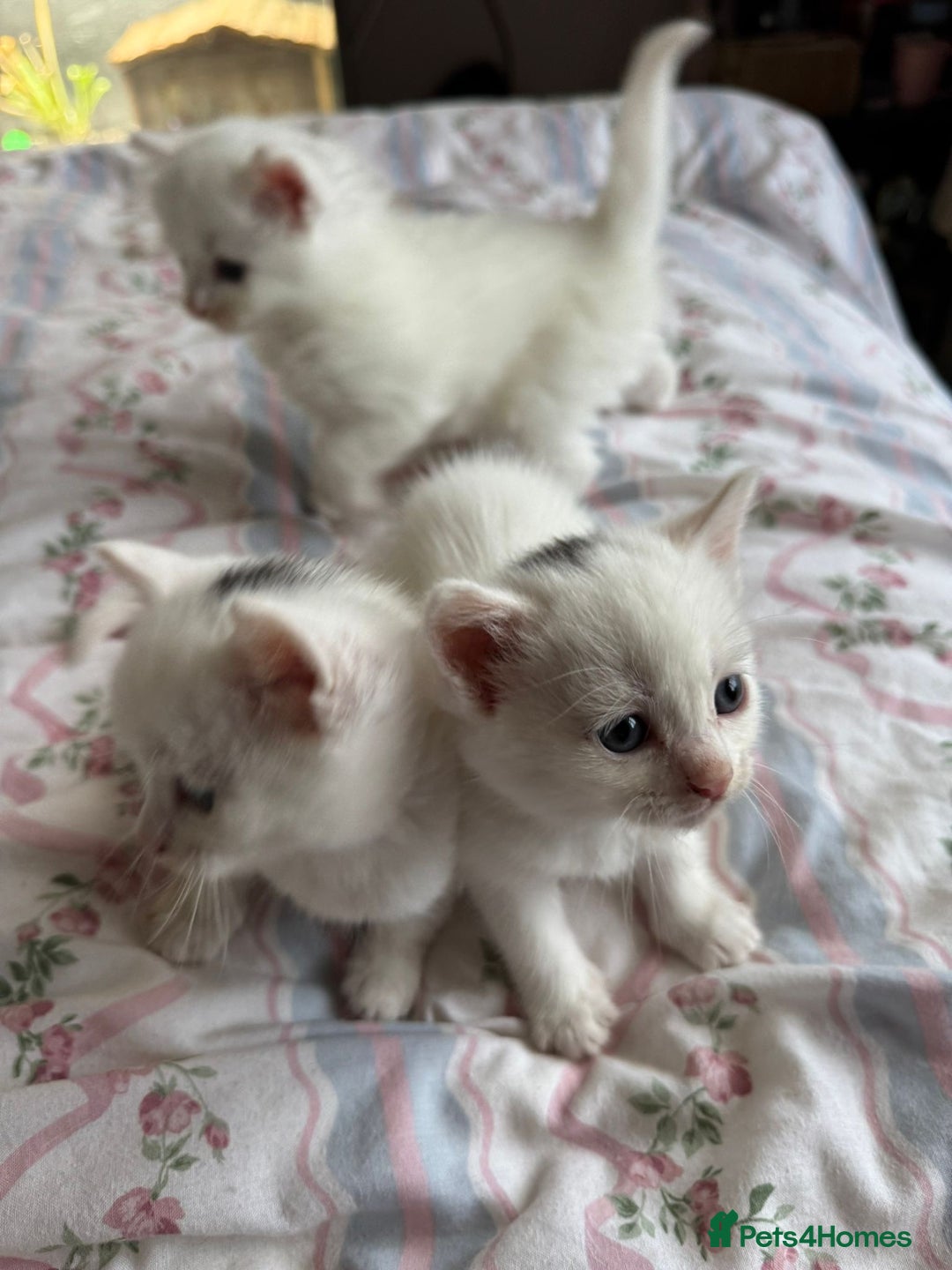 Ragcoon cats for sale: Kittens for sale  - Image 4