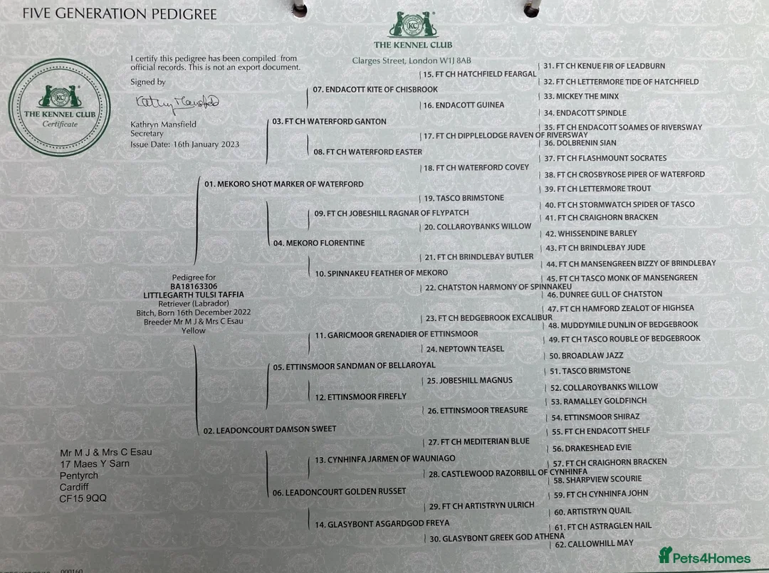 Labrador Retriever dogs for sale: RKC-registered Black and Yellow Labrador puppies in Sherborne - Advert 11