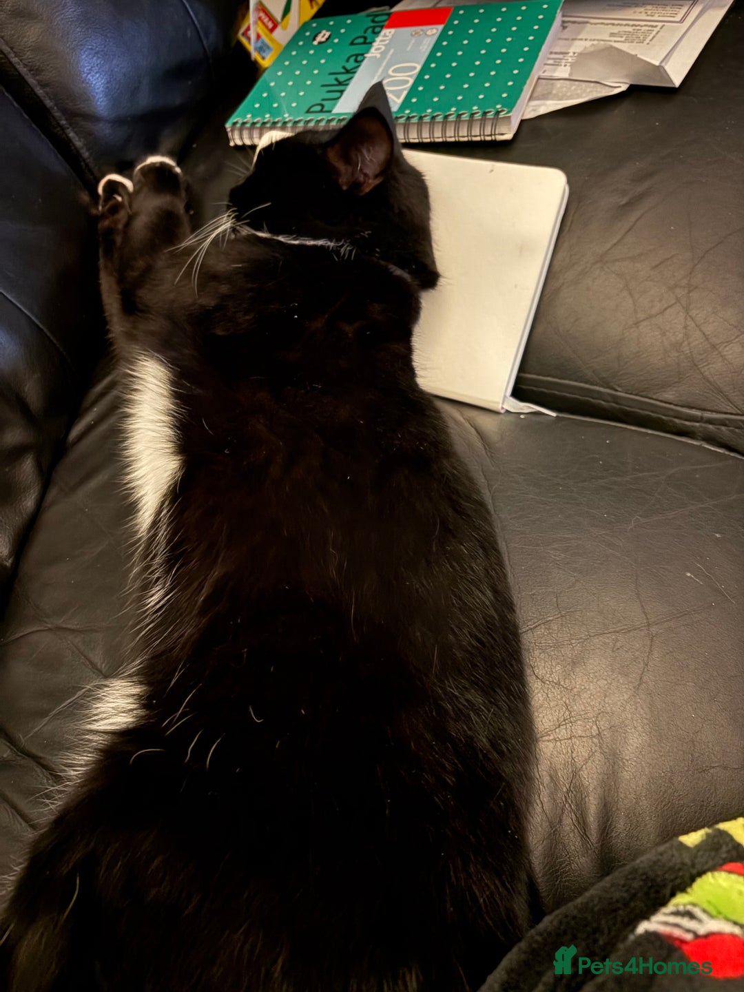 Mixed Breed cats for sale: Nala 2 years old female - Advert 3