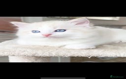 Ragdoll cats for sale: INDOOR TWO MALE GCCF REGISTERED RAGDOLL KITTENS - Image 22