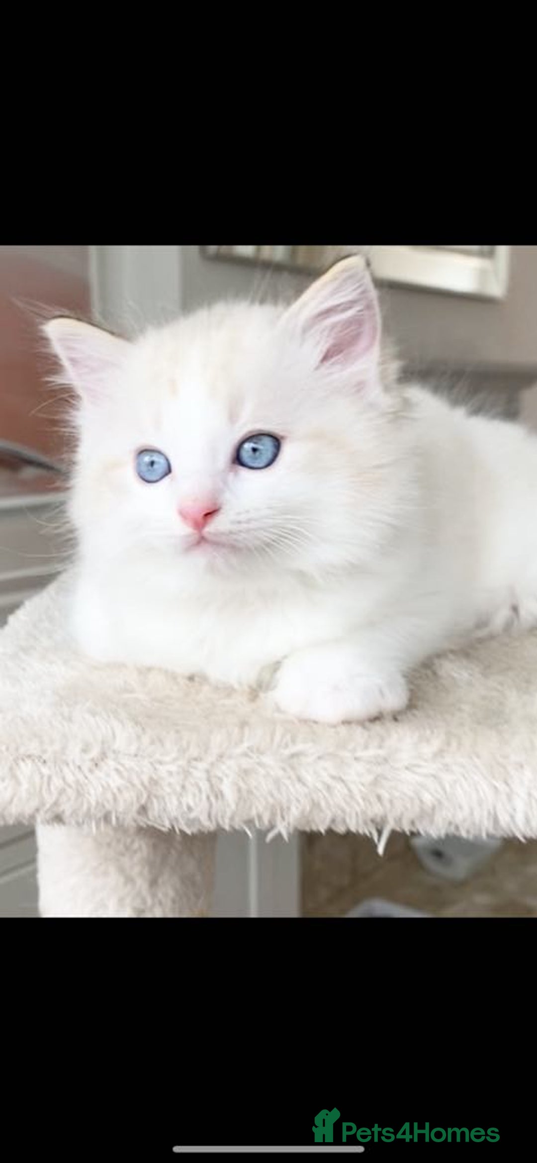 Ragdoll cats for sale: INDOOR TWO MALE GCCF REGISTERED RAGDOLL KITTENS - Image 22