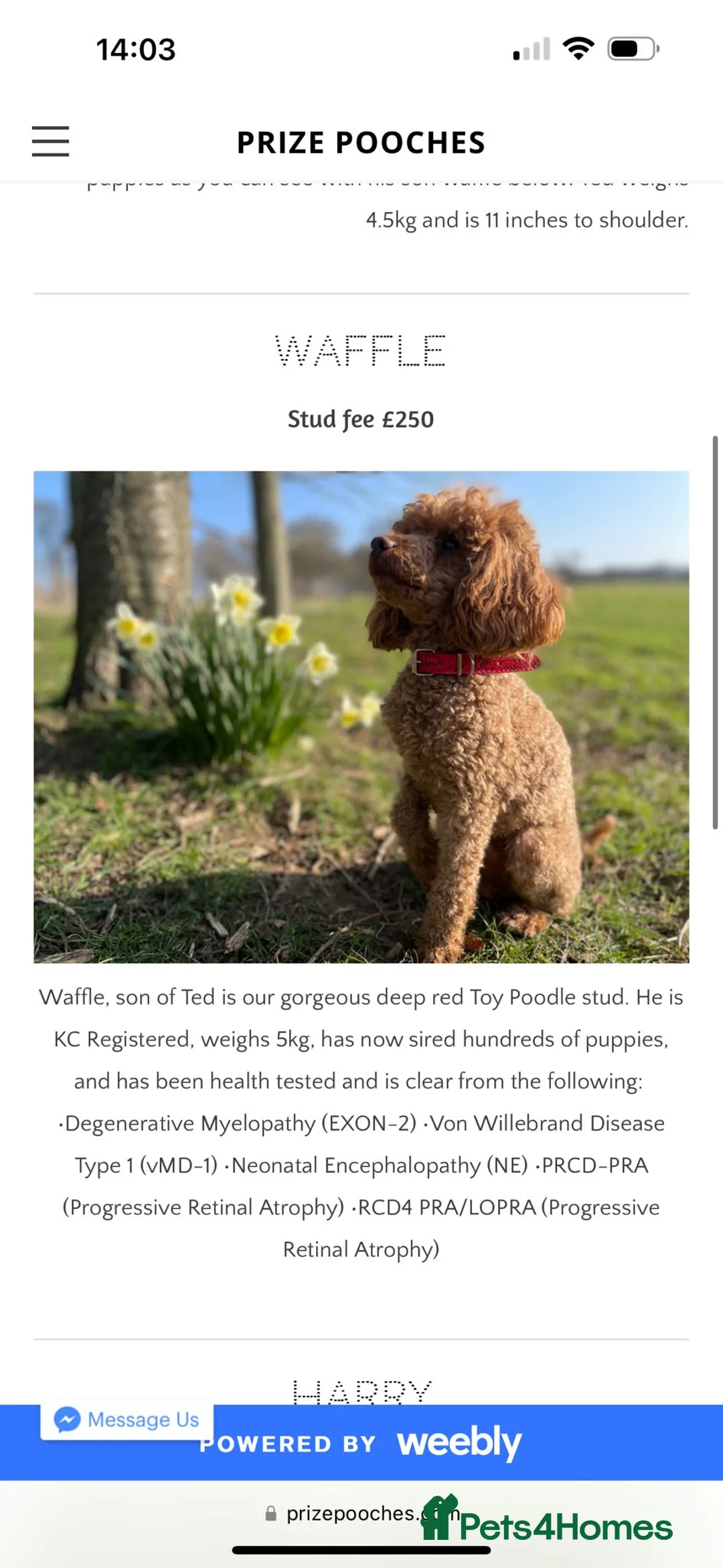 Cockapoo dogs for stud: DNA tested F1 Cockapoo stud  in London - Advert 11