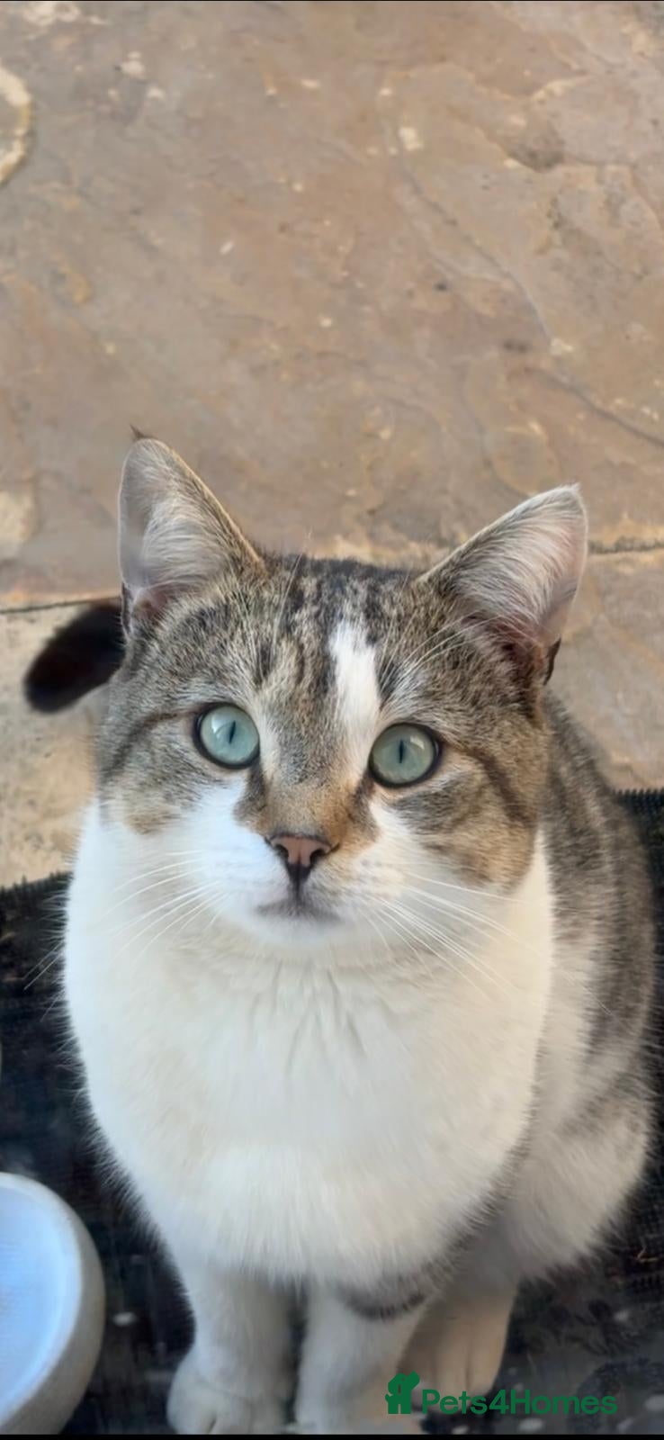 Mixed Breed cats     Adorable Friendly Cat Looking for a Home - Advert 2