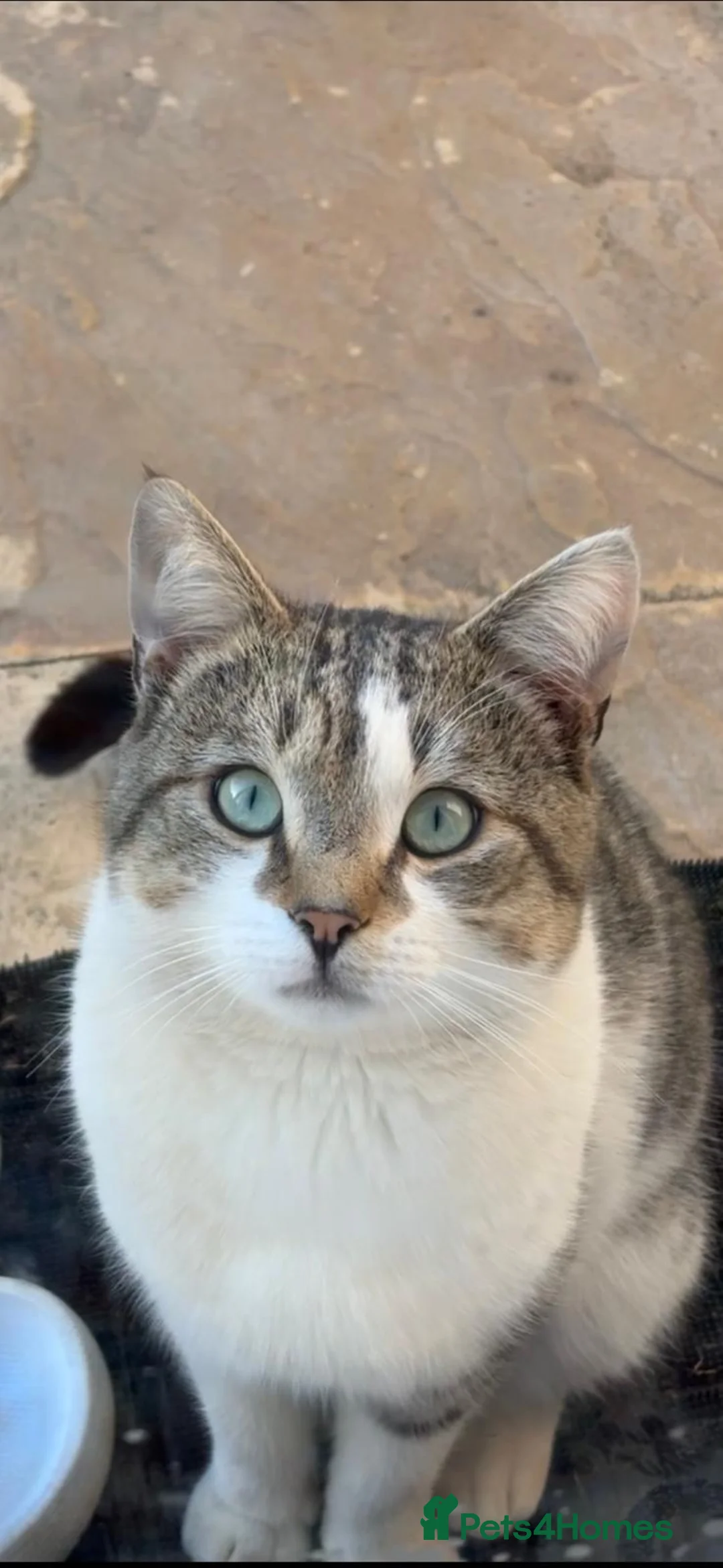 Mixed Breed cats for sale:     Adorable Friendly Cat Looking for a Home in Bedford - Advert 1