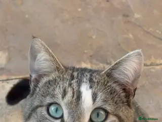 Mixed Breed cats Adorable Friendly Cat Looking for a Home - Advert 2