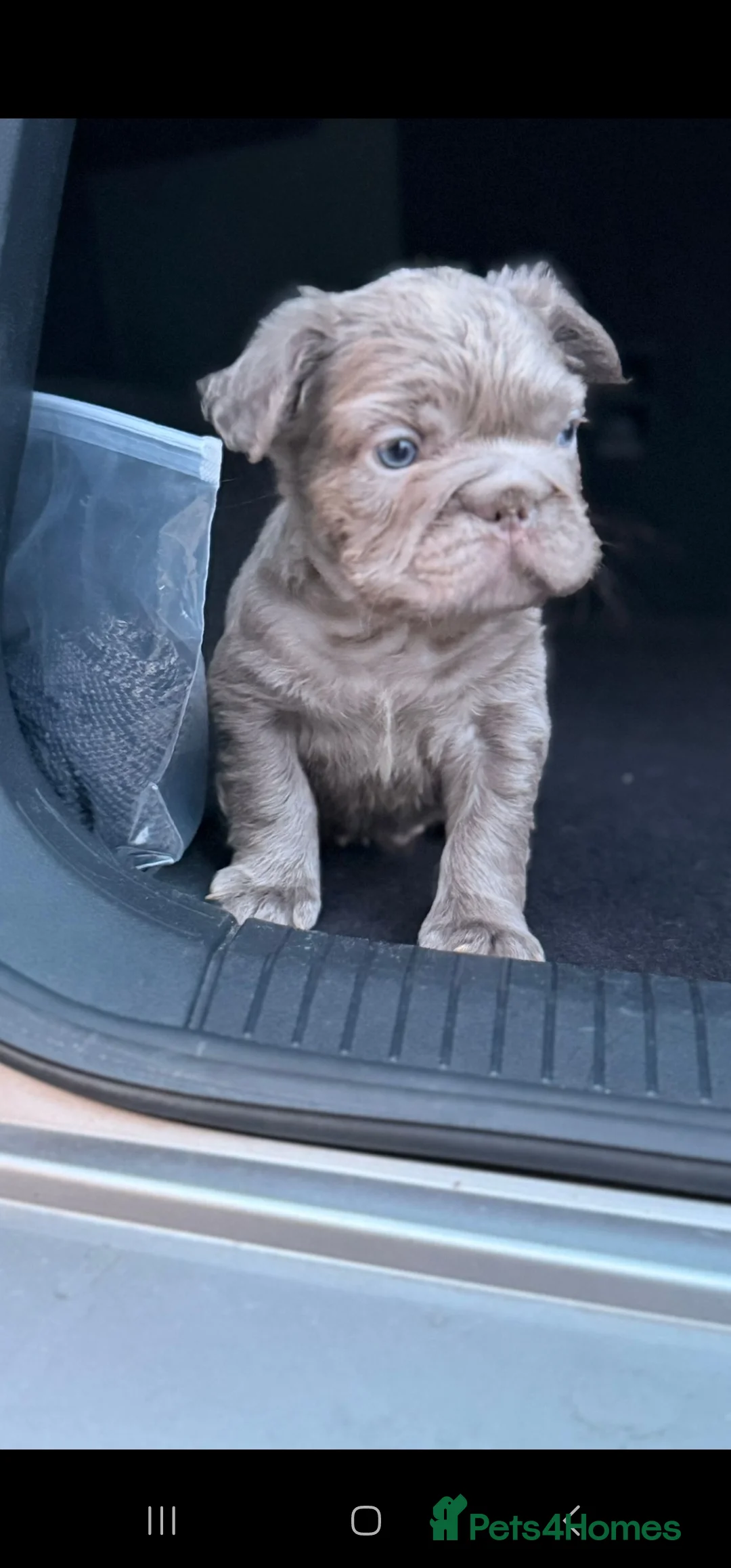 French Bulldog dogs for sale: 5 beautiful fluffy French bulldogs  - Advert 3