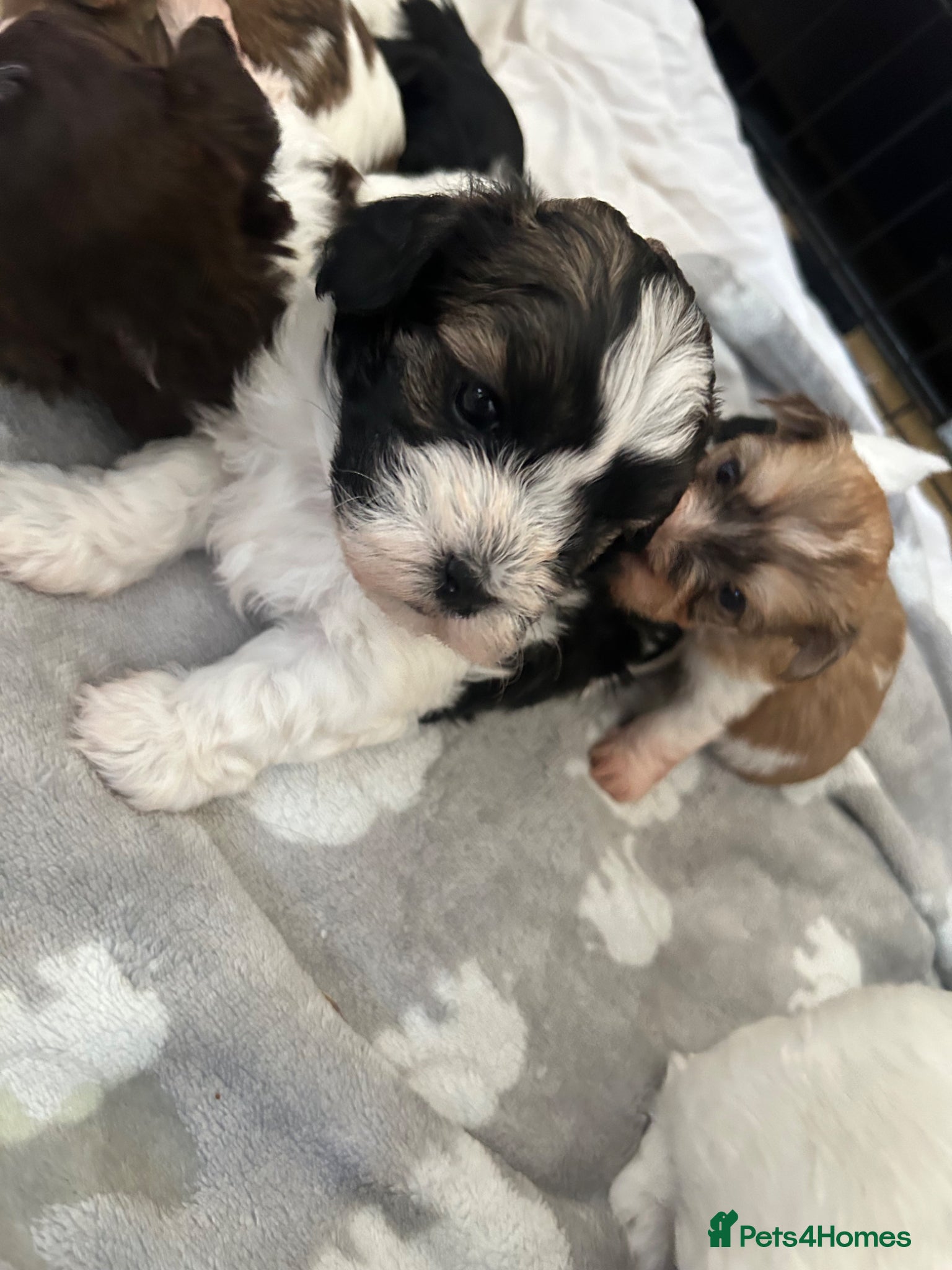 Havanese dogs Beautiful KC Registered Havanese Puppies - Advert 1