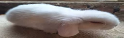 Dwarf Lop rabbits for sale: 2 adorable boy fluffs looking for their new homes - Advert 8