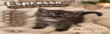 Mixed Breed 3 espresso