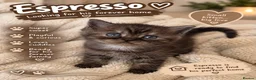 Mixed Breed cats for sale: 5 beautiful kittens READY NOW Scottish fold x BSH  - Advert 6