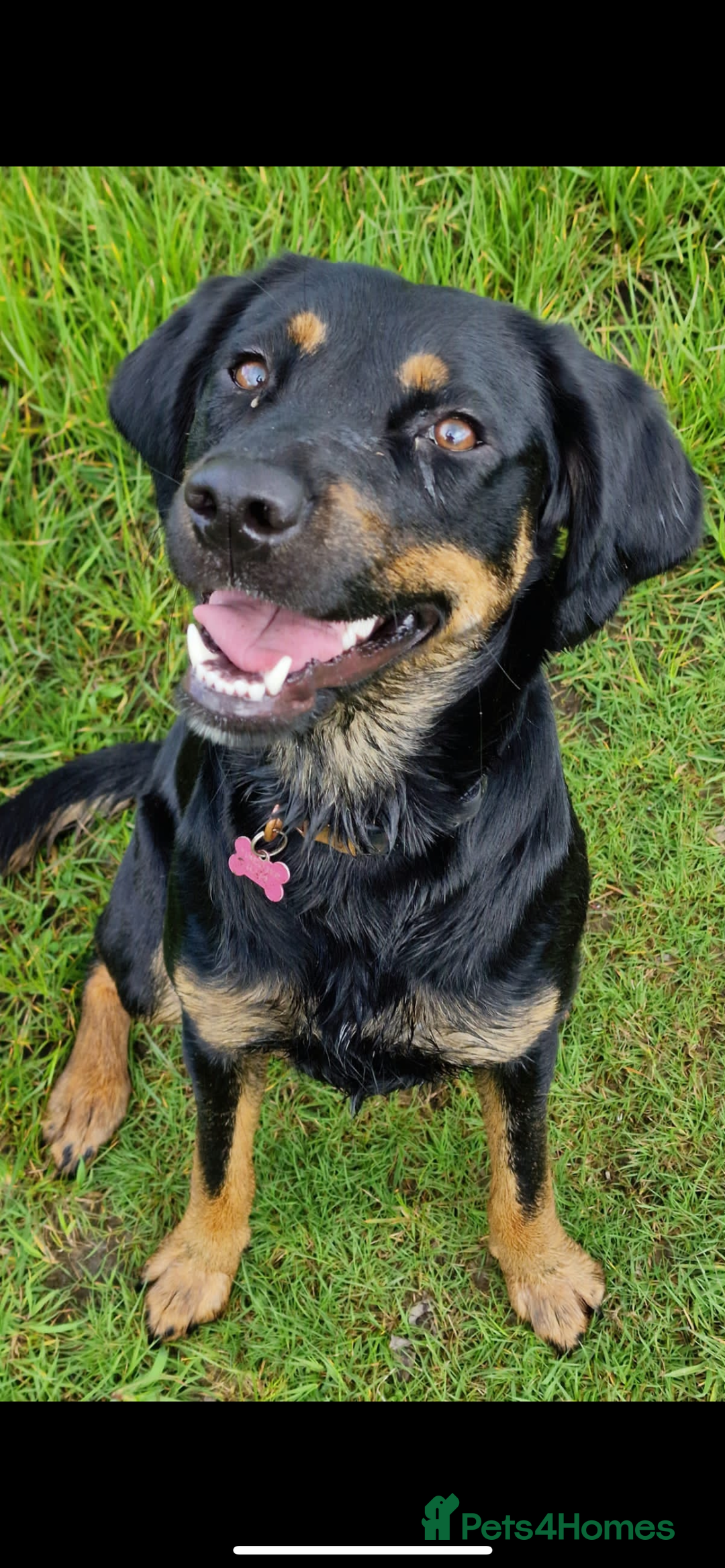 Mixed Breed dogs for sale: Puppies  - Image 3