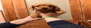 Mixed Breed 7