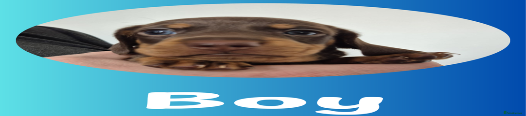Miniature Dachshund Chocolate Boy 1