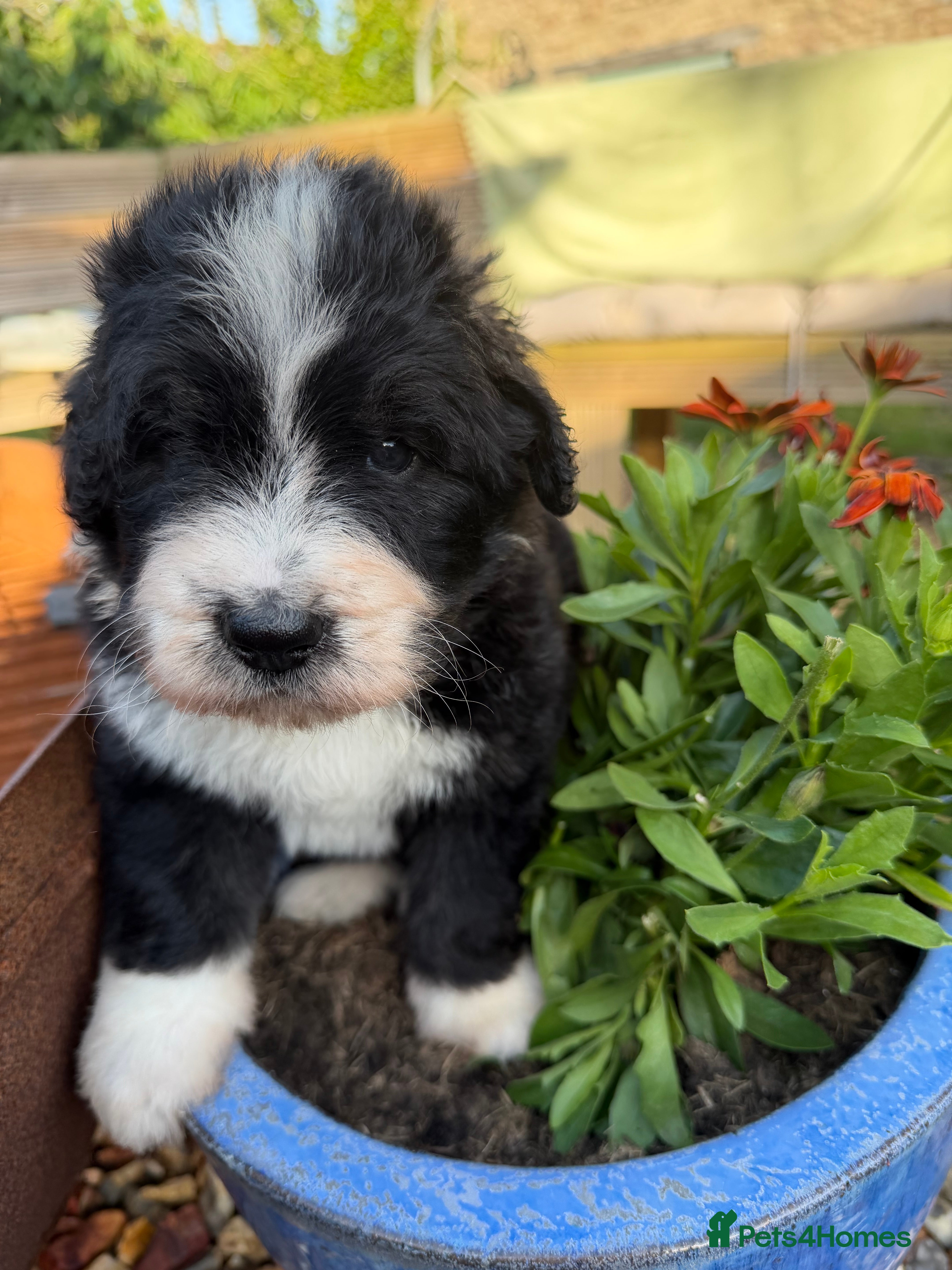 Bernedoodle dogs Bernadoodle pups homebred  - Advert 2