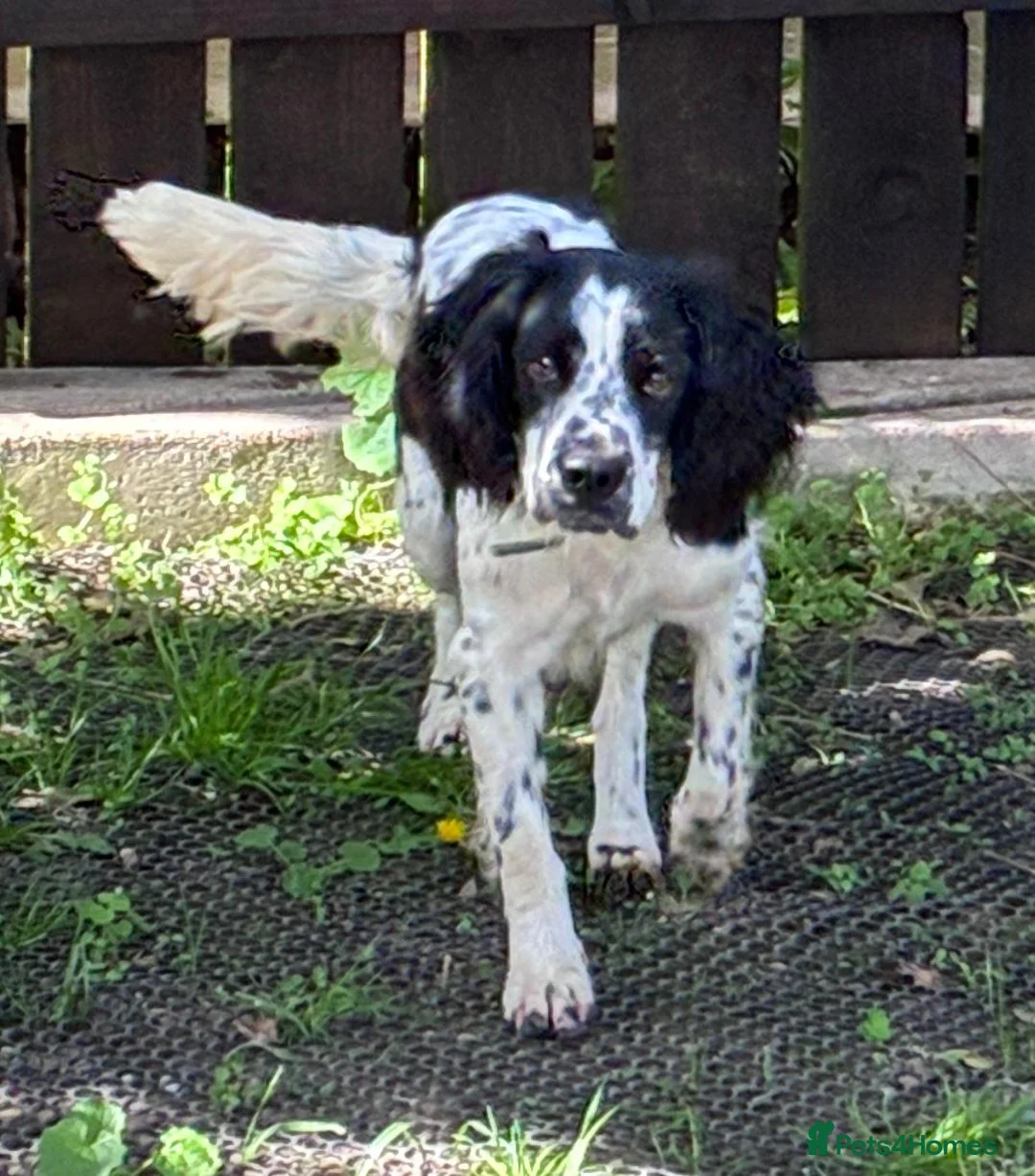 Mixed Breed dogs for adoption: Connor our playful, happy Spaniel mix!   in Boston - Advert 1