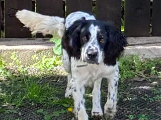 Mixed Breed dogs Connor our playful, happy Spaniel mix! - Advert 1