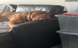 Dogue De Bordeaux dogs for stud: Dogue de Bordeaux For stud Enzo  - Image 16