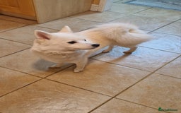 Pomsky dogs for sale: 🥰F3 POMSKY FEMALE 🥰  - Image 5