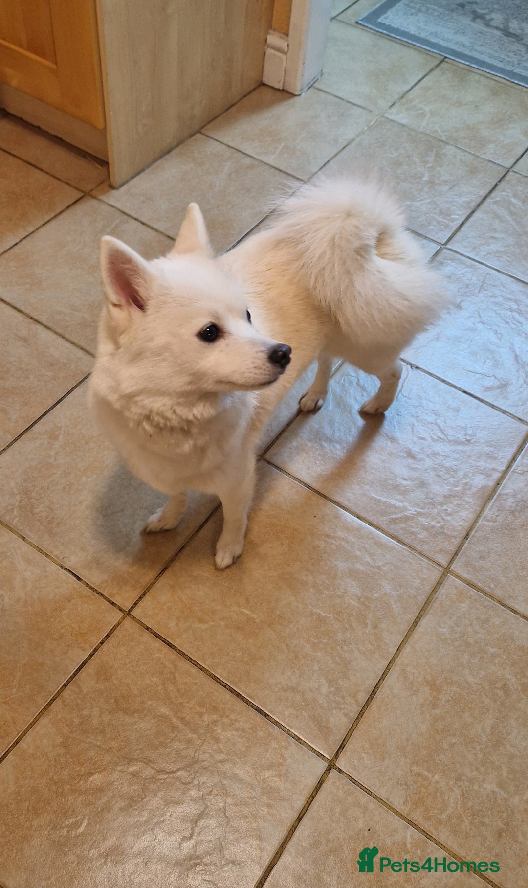 Pomsky dogs for sale: 🥰F3 POMSKY FEMALE 🥰  - Image 5